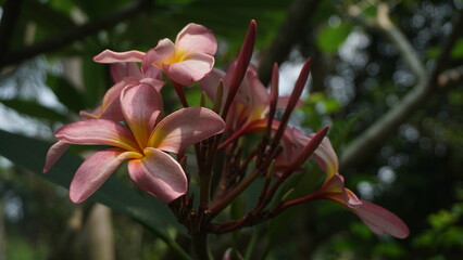 Pink Frangipani or plumeria flower. Focused on flower.