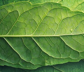 Fototapeta premium Close-up of a green leaf with visible veins and texture.