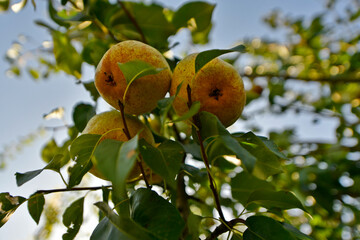 Summer harvest of delicious and beautiful pears in my grandmother's garden in the village.