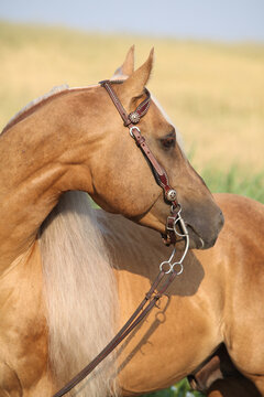 Amazing quarter horse with long mane