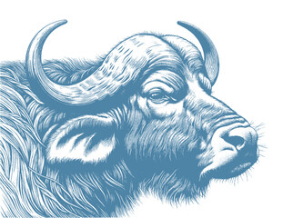 buffalo vector illustration