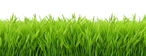 PNG  Rice field backgrounds outdoors nature.