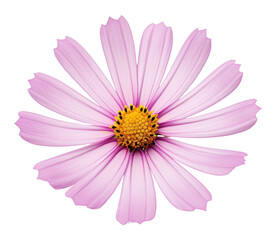 Obraz premium PNG Mexican aster blossom flower petal.