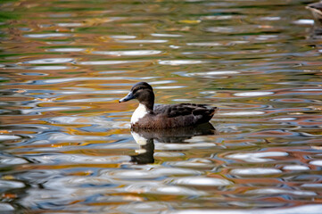 Stockente schwimmt auf spiegelnder Wasseroberfläche