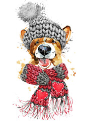 Corgi dog with scarf illustration. Corgi puppy portrait watercolour drawing on transparent background winter Christmas