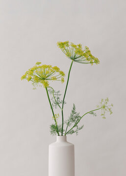Flowers of a blooming dill branch in a beige vase against a white wall.