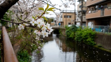 住宅街の静かな運河沿いの桜