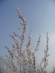 Decorative branches of grasses with white hoarfrost in frosty winter weather and blue sky with white clouds. Topics: frost, cold, vegetation, climate, weather, natural environment, season