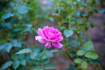 Delicate Pink Rose in Full Bloom