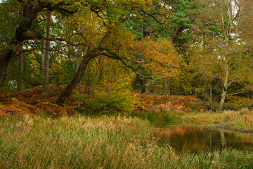 Morralee Wood in Autumn Colour, located at Allen Banks in the English county of Northumberland and is popular with walkers