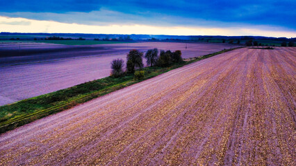 lavender field in region