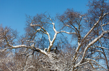 A tree with snow on it and a blue sky in the background