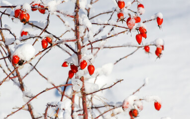 A tree covered in snow with red berries on it