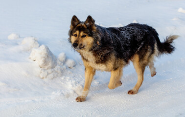 A dog is walking in the snow