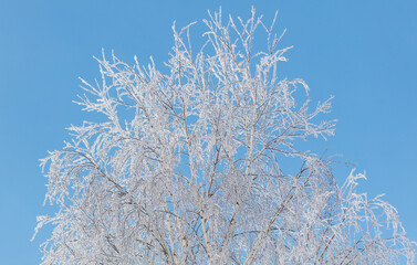 A tree with a lot of snow on it is in front of a blue sky