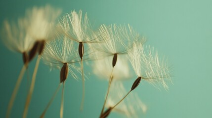 Delicate Dandelion Seeds Against a Soft Teal Background