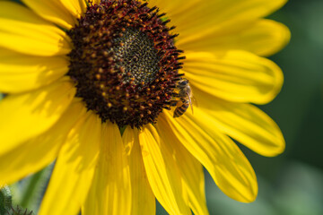 Honeybee Pollinating a Bright Sunflower