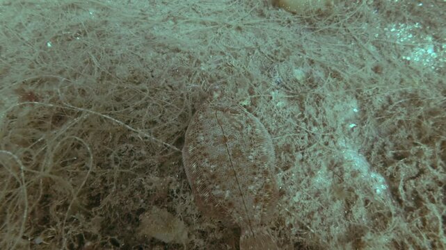 Lemon sole (Microstomus kitt) floats over sea bottom covered with brown algae