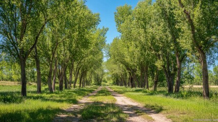 Serene Pathway Through Lush Green Trees