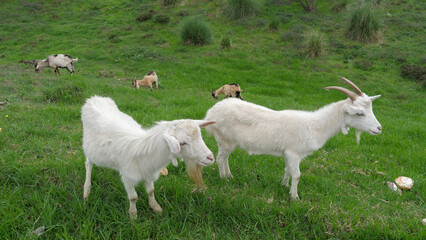 Pair of white goats standing side by side at the top of a green hill, with other goats grazing below.