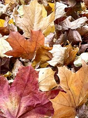 Autumn background. Multicolored maple leaves covered the ground. Background. Abstraction