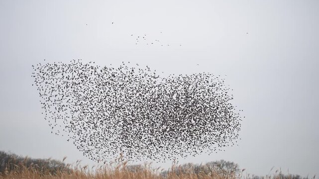 Starling birds murmuration in the sky during sunset at the end of a winter day. Huge groups of starlings (Sturnidae) in the sky that move in shape-shifting clouds before the night.