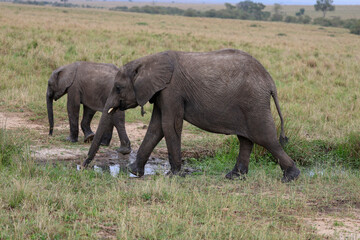 Fototapeta premium Herd of elephants grazing in African savanna 