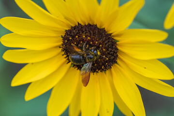 Sunflower with a Busy Bee Collecting Pollen