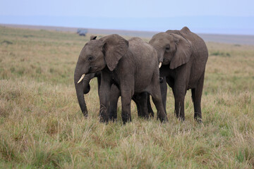 Obraz premium Herd of elephants grazing in African savanna 