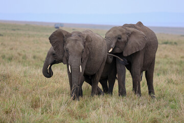Herd of elephants grazing in African savanna  © Reid
