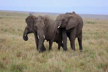 Obraz premium Herd of elephants grazing in African savanna 