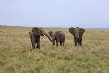 Herd of elephants grazing in African savanna	