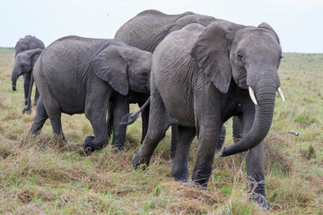 Herd of elephants grazing in African savanna	