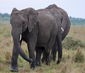 Herd of elephants grazing in African savanna	