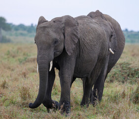 Fototapeta premium Herd of elephants grazing in African savanna 