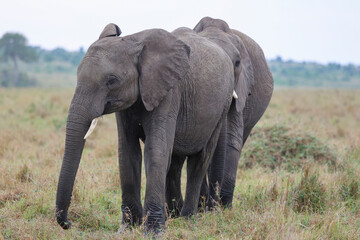 Obraz premium Herd of elephants grazing in African savanna 