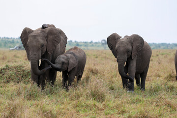 Herd of elephants grazing in African savanna	