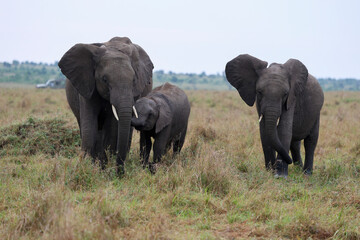 Herd of elephants grazing in African savanna	