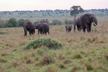 Fototapeta premium Herd of elephants grazing in African savanna 