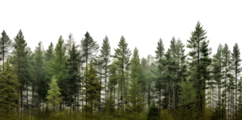PNG Pine tree forest nature landscape outdoors.