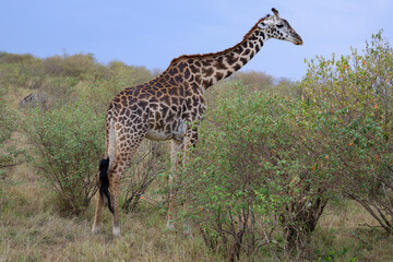 Giraffe walking across open Africa savanna landscape	
