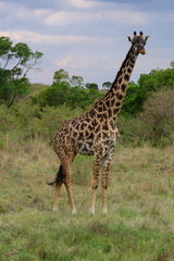 Giraffe walking across open Africa savanna landscape	