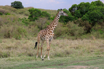 Giraffe walking across open Africa savanna landscape	