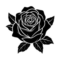 beautiful rose flower vector art illustrator