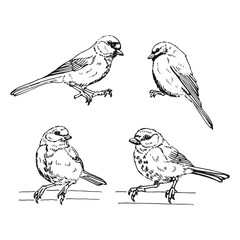 Set of titmouse. Hand drawn vector illustration.