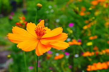 Yellow and orange daisies blooming bright in garden park Thailand 