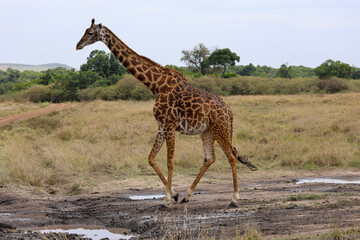 Giraffe walking across open Africa savanna landscape	