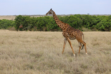 Giraffe walking across open Africa savanna landscape	