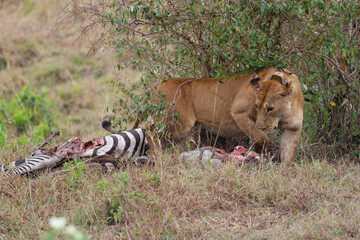 Lioness lion standing near zebra carcass kill in hunt in Africa grassland	