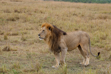 Lion walking in grassy field in African savannah	